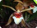 Coelogyne lawrenceana